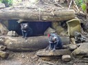 24 Tasmanian Devil Conservation Park