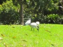 6 Royal Botanic Gardens