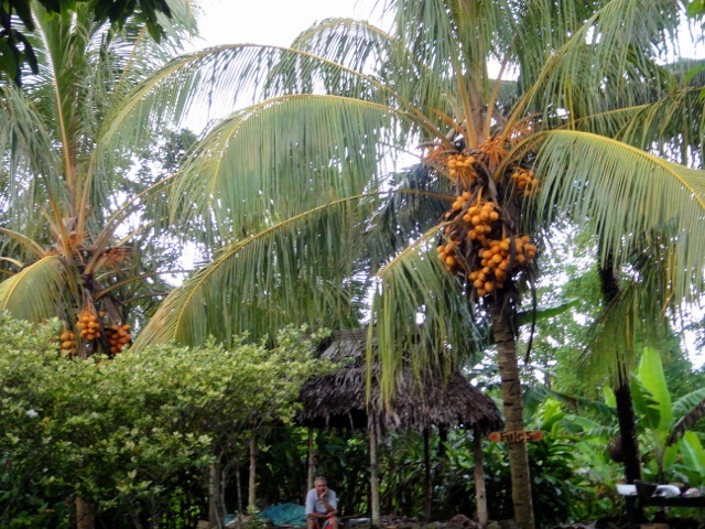 American Samoa-Coconut tree