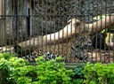 Belém - Emilio Goeldi Zoo & Botanic Park