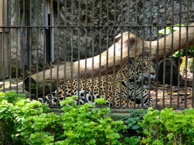 Belém - Emilio Goeldi Zoo & Botanic Park